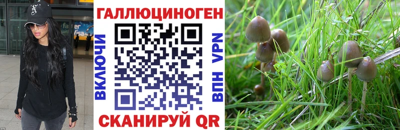 сколько стоит  Светлоград  Галлюциногенные грибы Cubensis 